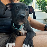 adopt a pet