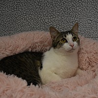 adopt-pet