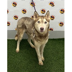 Photo of Apollo, adoptable Husky in Land O'Lakes, Florida