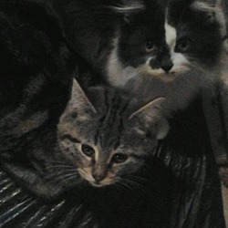 Photo of Cats/KittensMisc.
