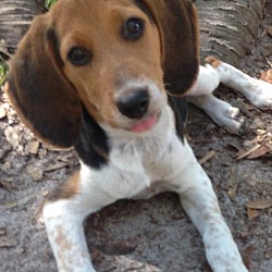 Thumbnail photo of Beagle Girl #1