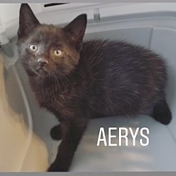 Thumbnail photo of Aerys #2