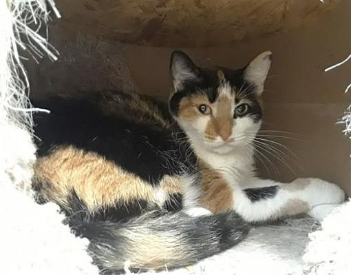 Ocean Pines Md Domestic Shorthair Meet Bella A Pet For Adoption