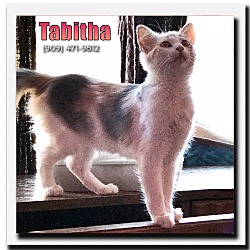 Thumbnail photo of Tabitha #1