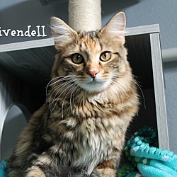 Thumbnail photo of Rivendell #3