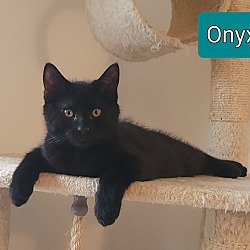 Thumbnail photo of Onyx #3