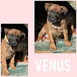 Photo of Venus
