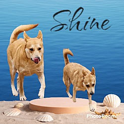 Photo of Shine