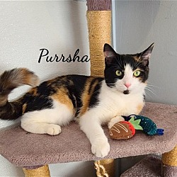 Photo of Purrsha