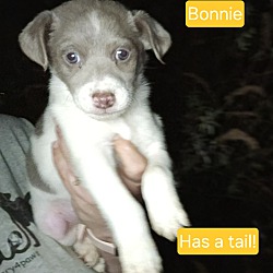 Photo of Bonnie(I am a small baby)