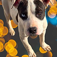 adopt a pet