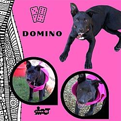 Photo of Domino (Puppy)