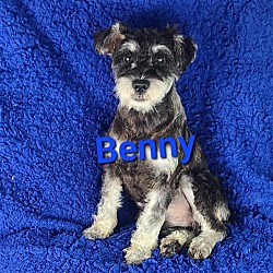 Photo of Benny