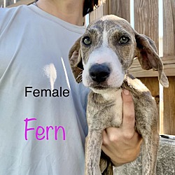 Photo of Fern