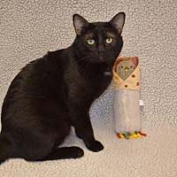 adopt-pet