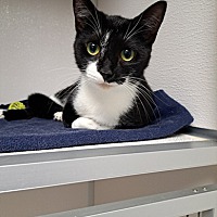 adopt a pet