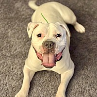 adopt a pet