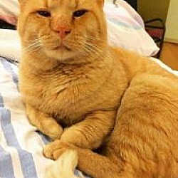 Photo of Orange Cat