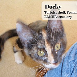 Thumbnail photo of Ducky #4