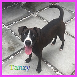 Thumbnail photo of Tanzy #1