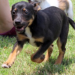 Thumbnail photo of Kizzy~adopted! #3