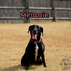Thumbnail photo of Melanie #2