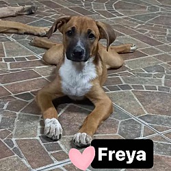 Thumbnail photo of Freya #4
