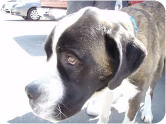 great dane x saint bernard