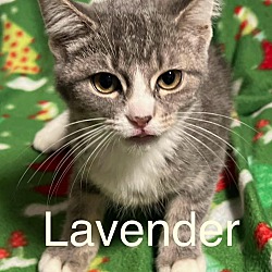 Photo of Lavendar