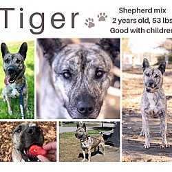 Thumbnail photo of Tiger - $25 Adoption Fee Special #1