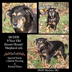 Photo of Buddy (Special Needs)