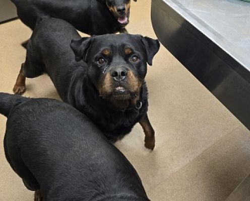 Apple Valley, CA - Rottweiler. Meet Mac a Pet for Adoption - AdoptaPet.com