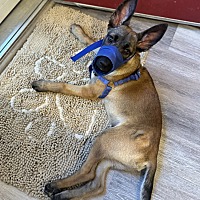 adopt a pet