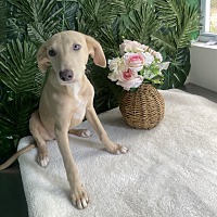 adopt-pet