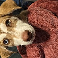adopt a pet