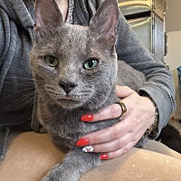 adopt-pet