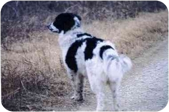 english springer spaniel mix