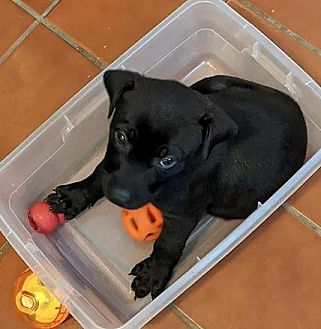 Adopt A Pet Petsmart Charities