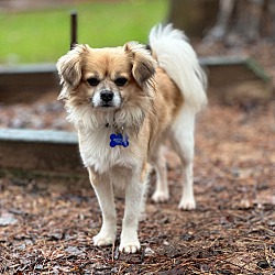 Tibetan spaniel store mixed with chihuahua