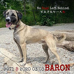 Photo of BARON 9071