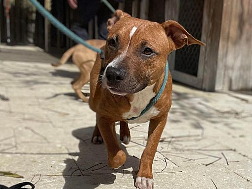 Sebastian, FL - Black Mouth Cur/Mountain Cur. Meet Dorothy a Pet for ...