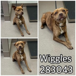 Photo of WIGGLES