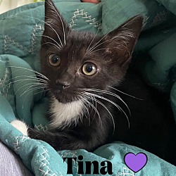 Thumbnail photo of Tina #1