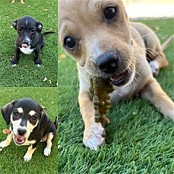 Thumbnail photo of THE PUPPIES #1