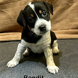 Thumbnail photo of Bandit #1