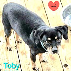 Thumbnail photo of Toby #3