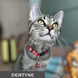 Thumbnail photo of Dentyne #2