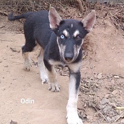 Thumbnail photo of Odin #1