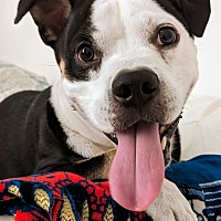 adopt a pet