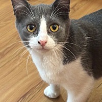 adopt a pet